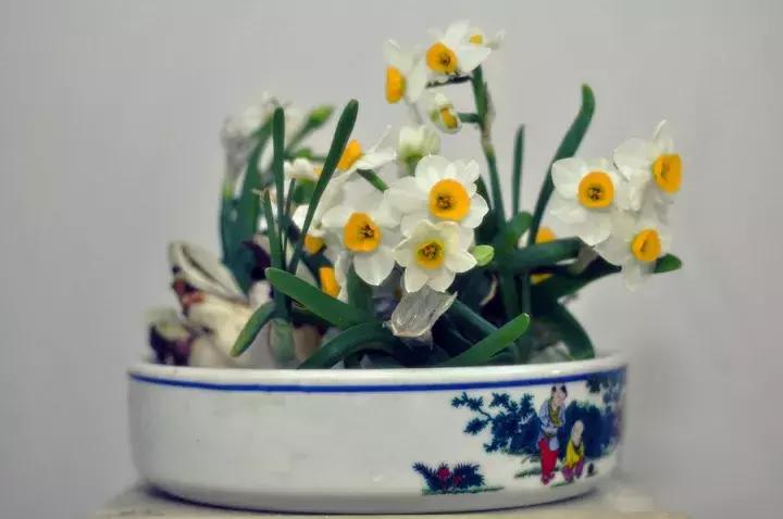 十大最香花卉,十大流行花卉排行榜