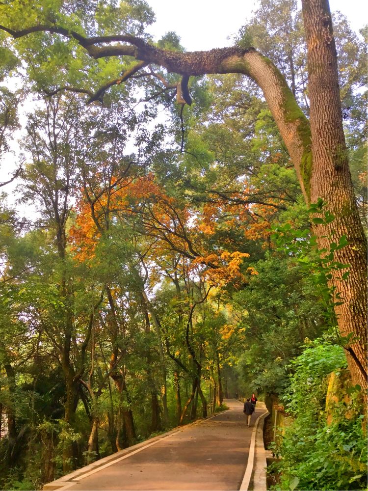 十大最美校园深圳大学,探访最美大学武汉大学