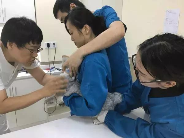 中国为什么没有正规的宠物医院,国内靠谱的宠物医院