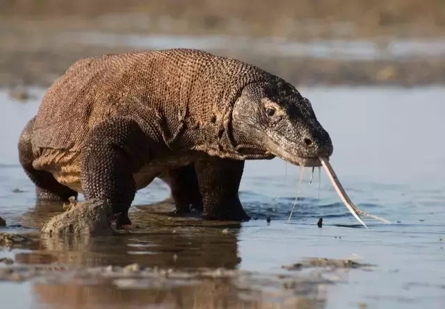 大卫爱登堡60年,大卫爱登堡中国