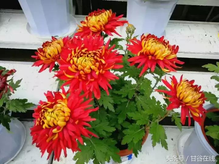 甘谷人王根祥,甘谷王根祥