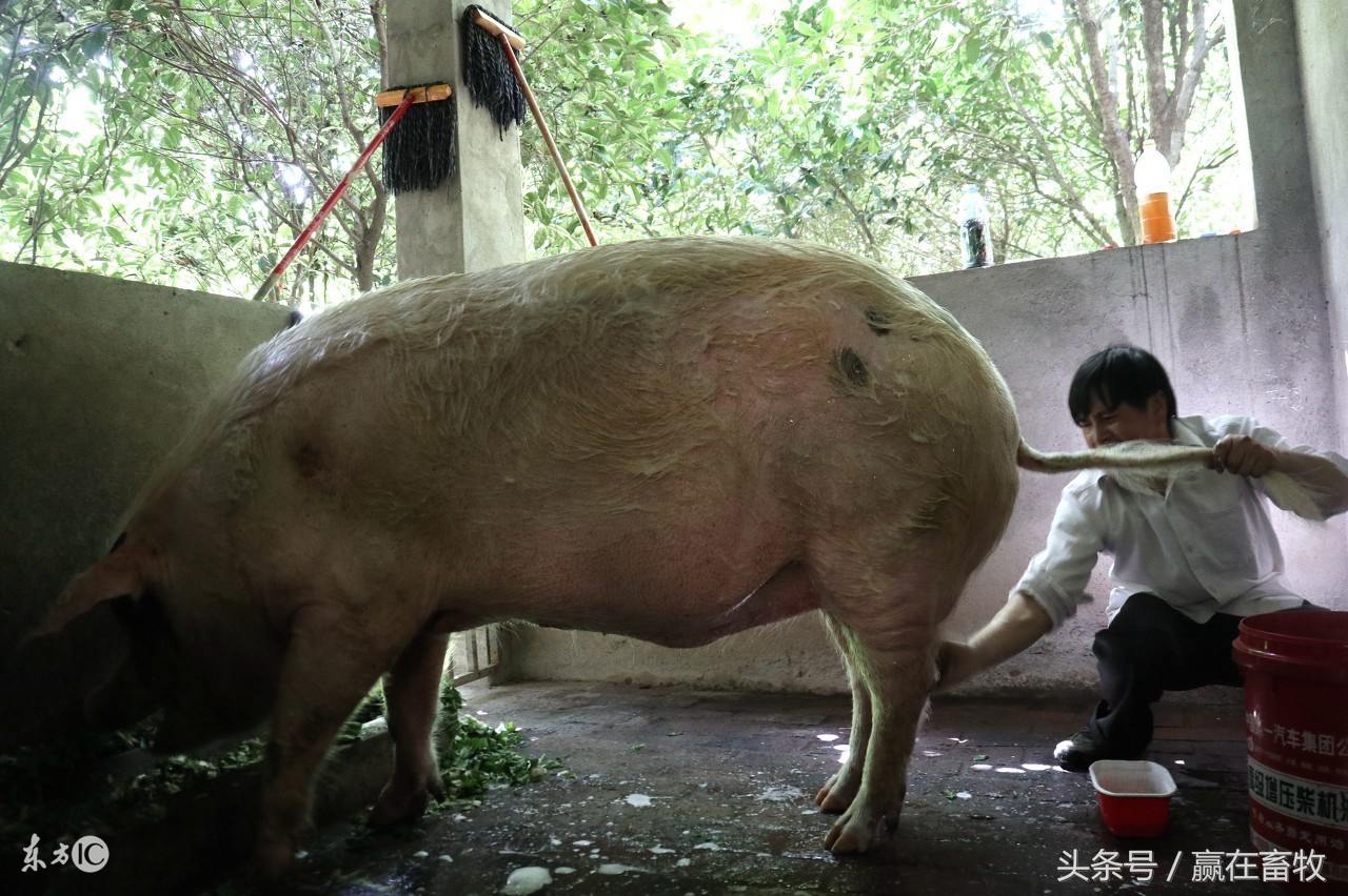 母猪洗澡5个新思路，3个切记，至少8成养殖户没有做到位！