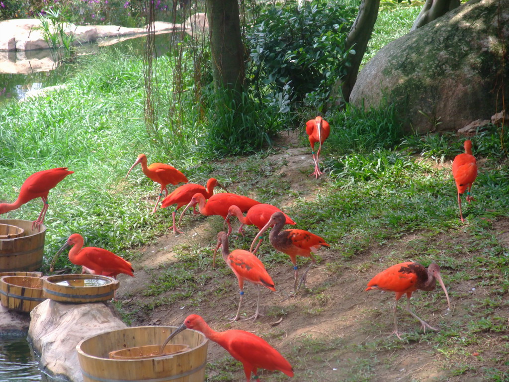 长隆野生动物园一日游日记100字,游玩动物园日记100字
