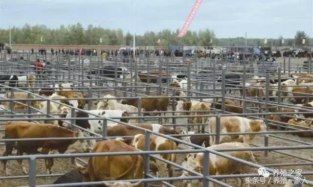 最新肉牛价格报表,最新肉牛活牛价格