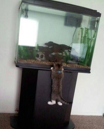 哈哈哈，原谅我拖拉机般的笑声！当喵星人被蜜蜂蜇了之后