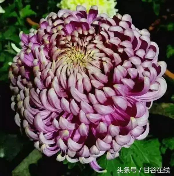 甘谷人王根祥,甘谷王根祥