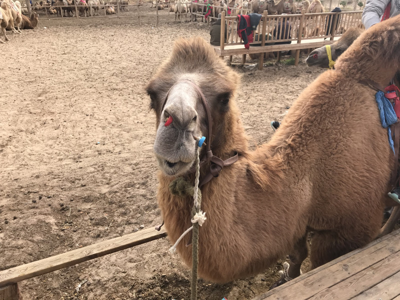 自驾赤峰草原2日,自驾赤峰草原视频