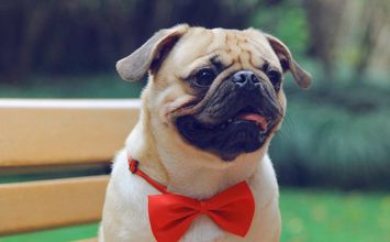 狗狗品种大全及图,狗狗品种大全价格