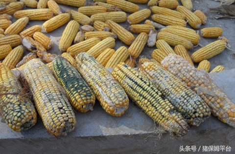 饲料发霉水煮能否杀除霉菌,饲料除霉味最有效的方法