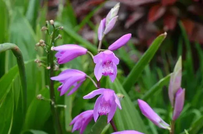 白芨的防病过程,白芨种植用药配方