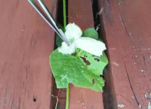 植物传播种子的方法有哪些二年级,植物的果实和种子传播方式有哪些
