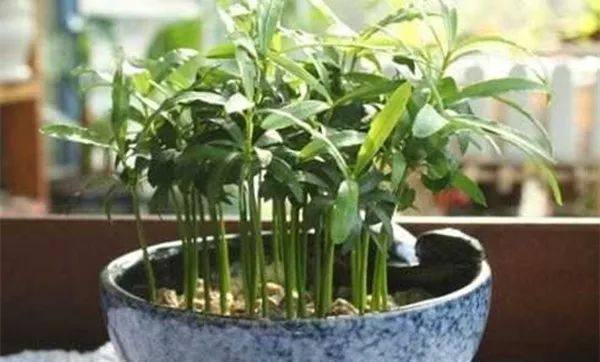 植物冻了怎么补救,植物干枯了还能救活吗