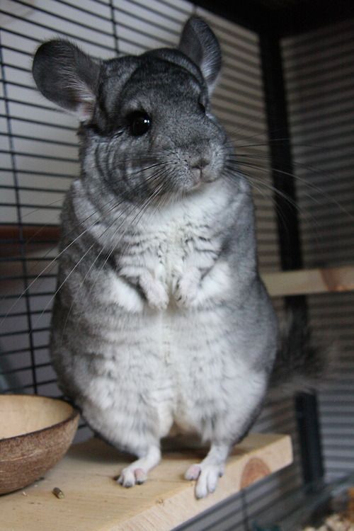 龙猫需要哪些生活用品,龙猫的窝最简单布置