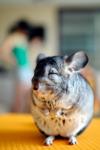 龙猫需要哪些生活用品,龙猫的窝最简单布置
