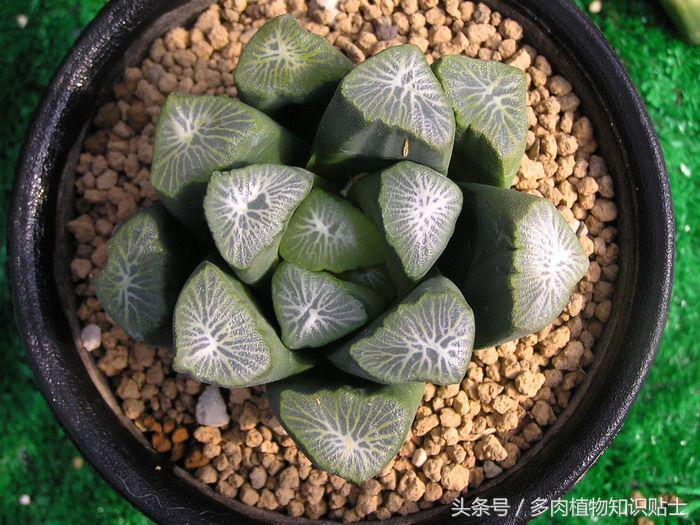 日本也买假货？这些多肉植物就是铁证！