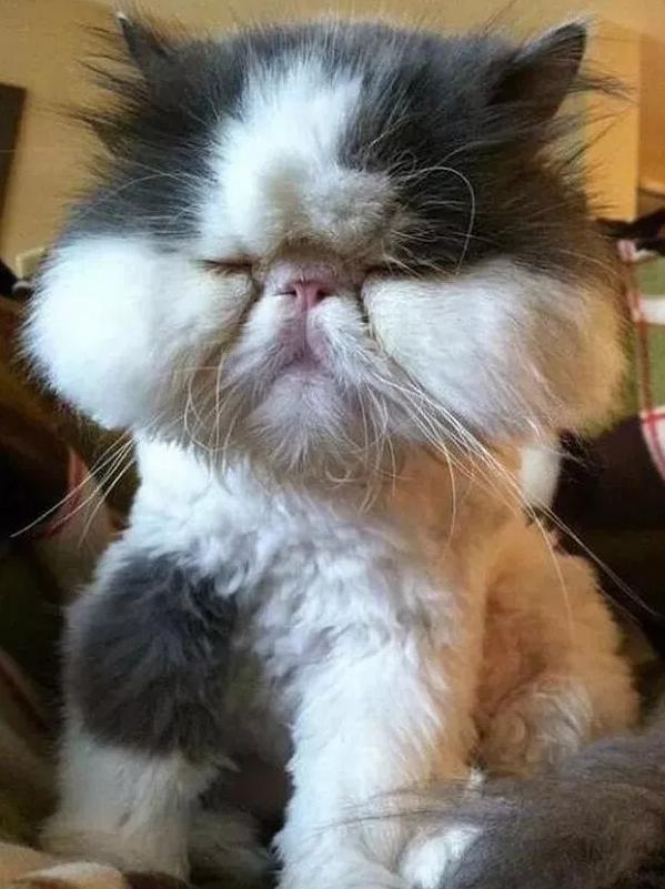 哈哈哈，原谅我拖拉机般的笑声！当喵星人被蜜蜂蜇了之后