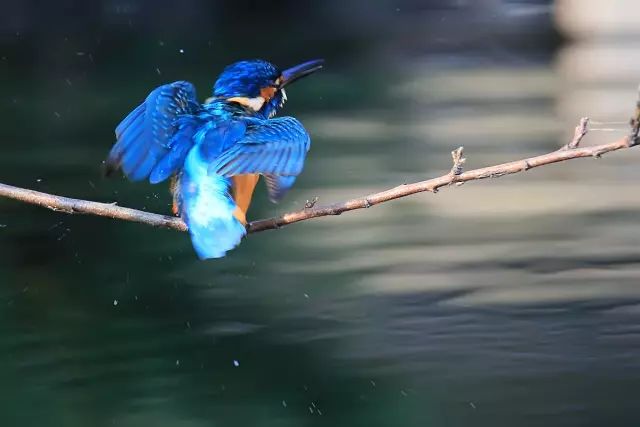 醉，是点翠那一抹蓝