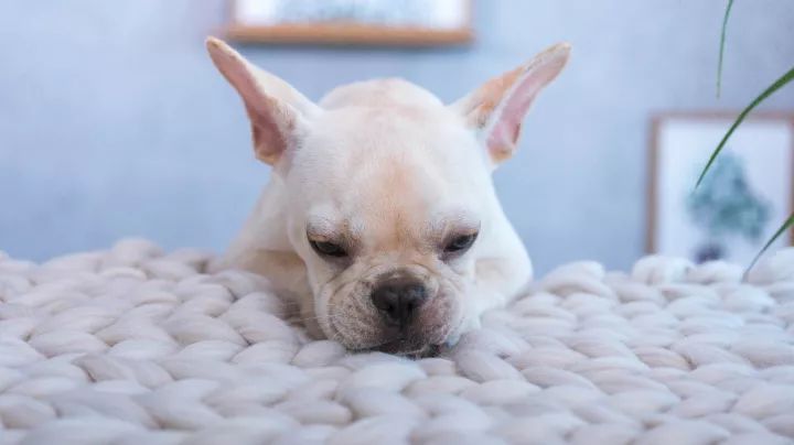 羊绒羊毛针织毯,手织羊绒毯