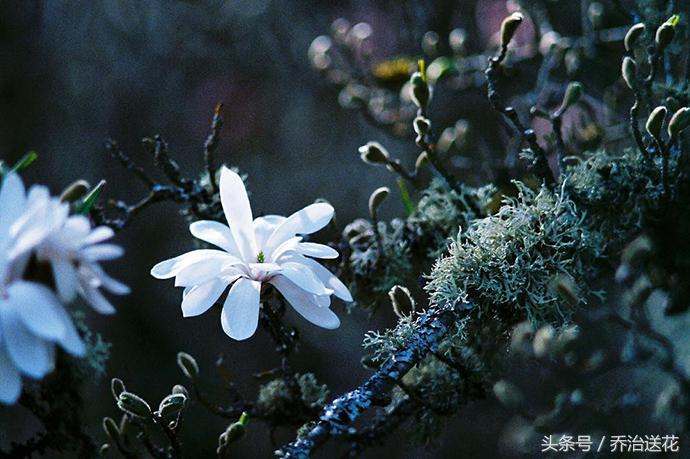 祖玛珑香水星花木兰,祖马龙花木兰香氛