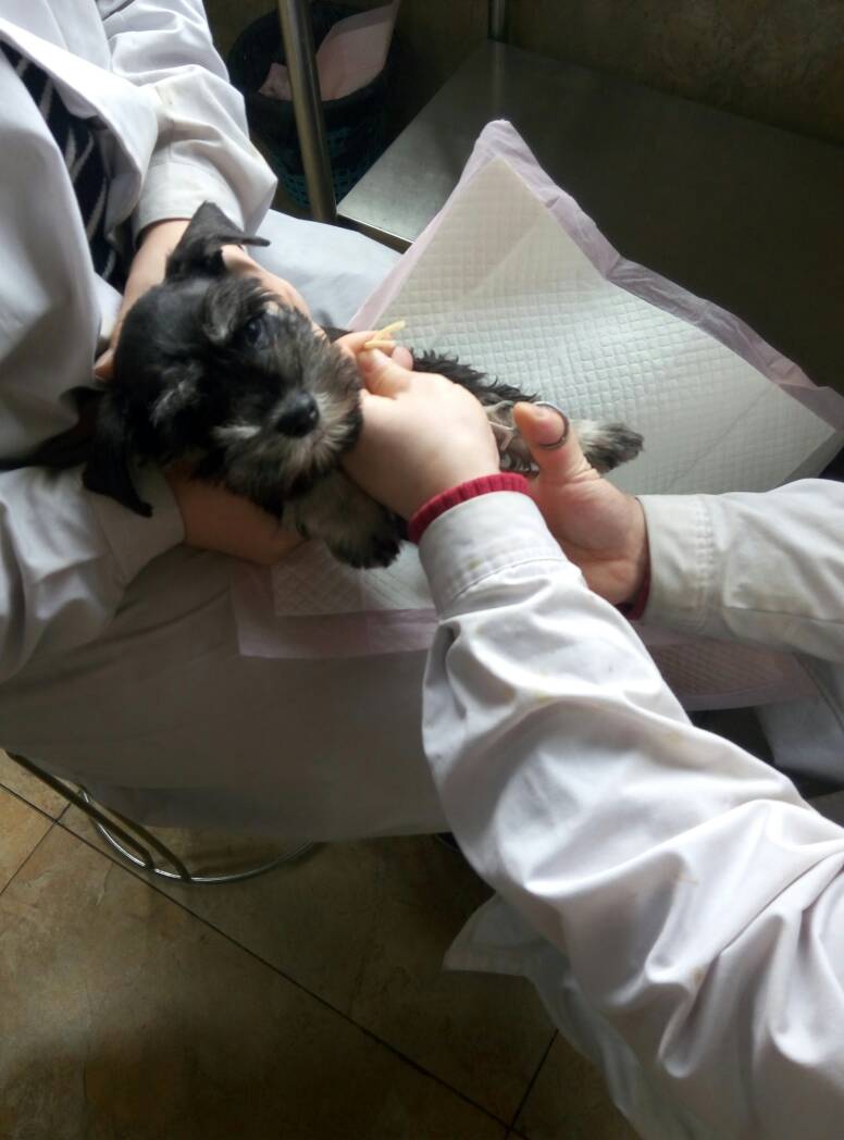 雪纳瑞得了细小什么症状,雪纳瑞细小治愈后能洗澡吗