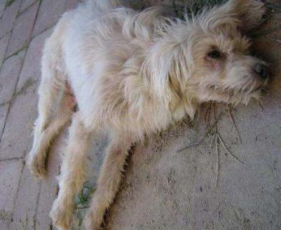 犬瘟在什么季节高发,犬瘟主人给他吃药