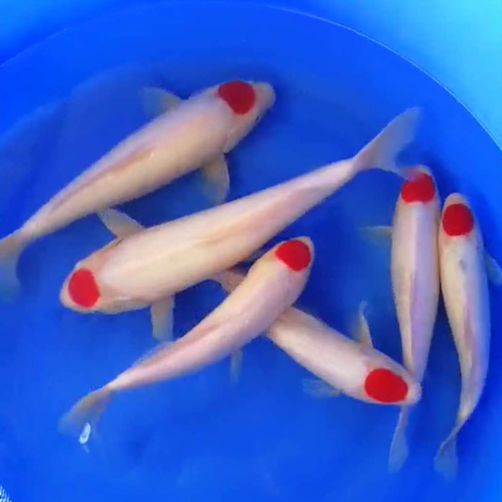 锦鲤怕冷吗冬天会死吗,锦鲤怕冷吧