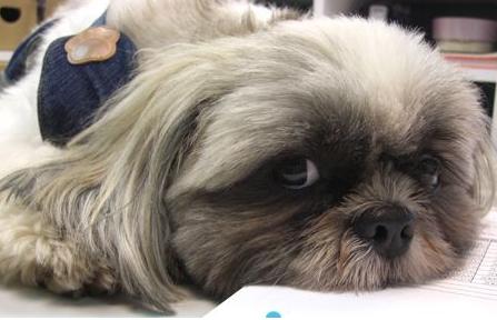 犬瘟在什么季节高发,犬瘟主人给他吃药