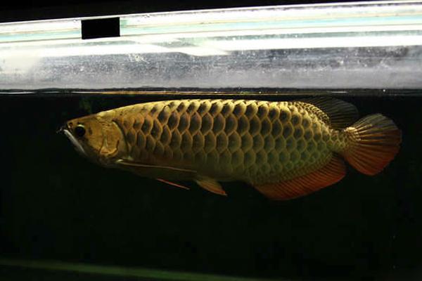 换季龙鱼状态不好怎么调理,龙鱼身上起水泡怎么处理