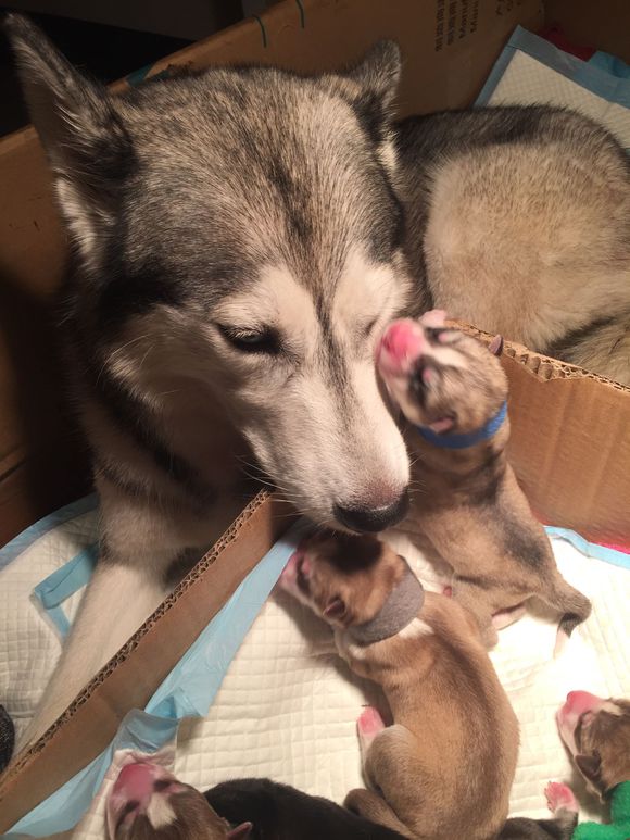 二哈怀孕两个月肚子什么样子,二哈怀孕第5周