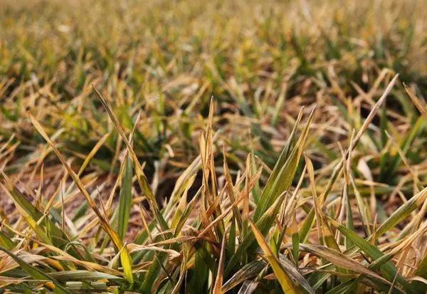 如何避免小麦冬春季死苗,年前小麦苗弱苗黄脱肥了怎么办