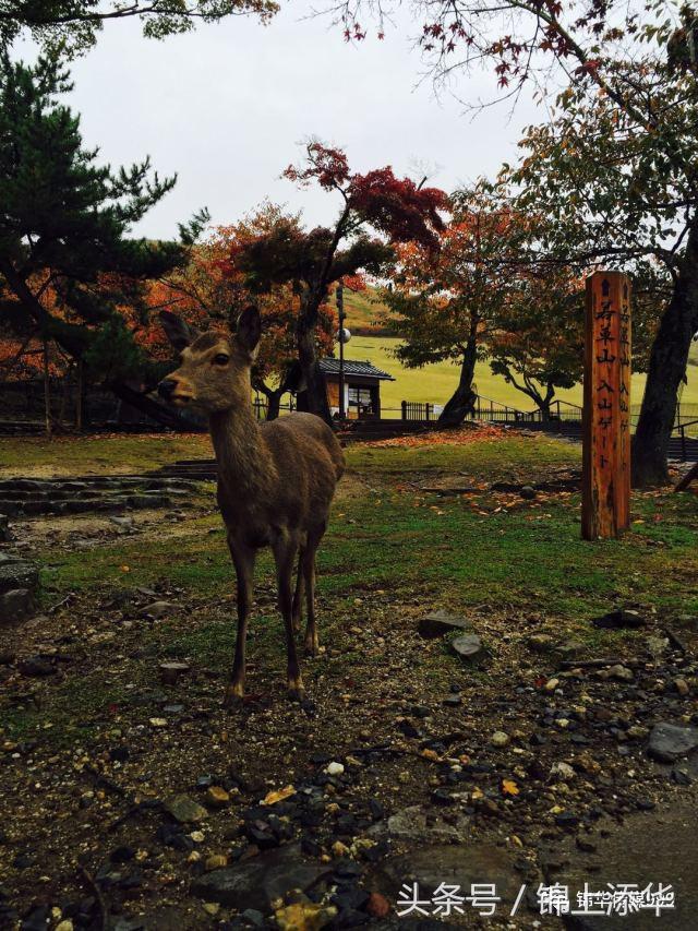 去日本旅游最新攻略,去日本旅游最详细攻略