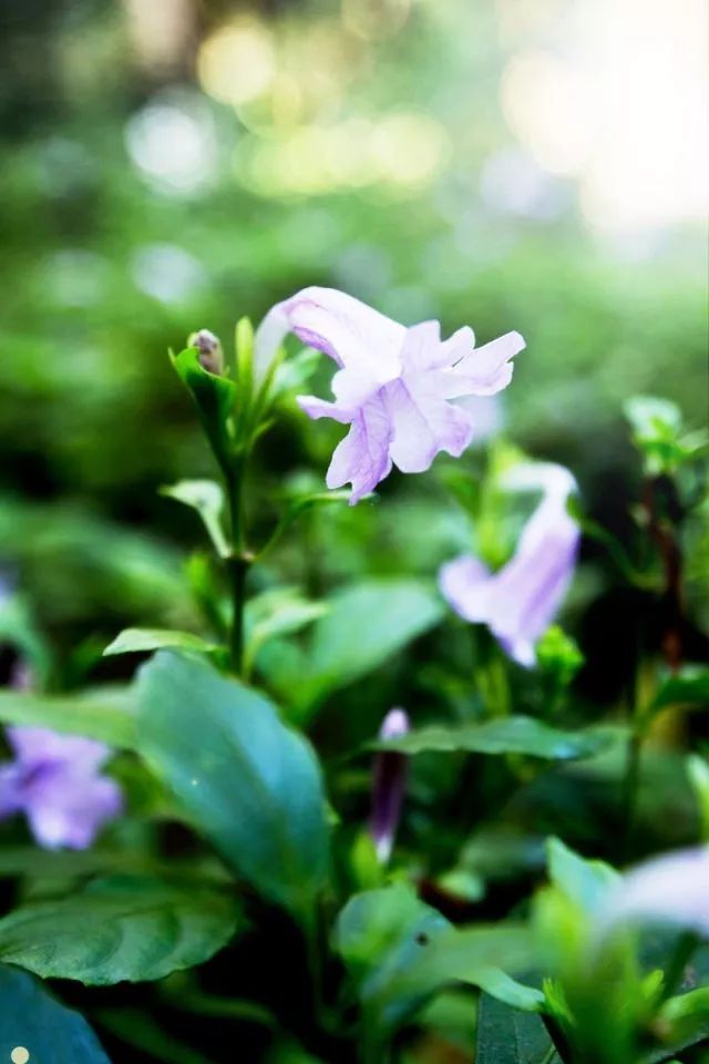 你只知道板蓝根治感冒，可你知道种在阳台上的板蓝根有多美吗？