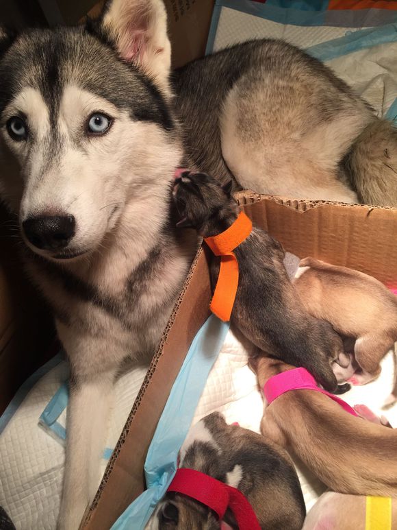 二哈怀孕两个月肚子什么样子,二哈怀孕第5周