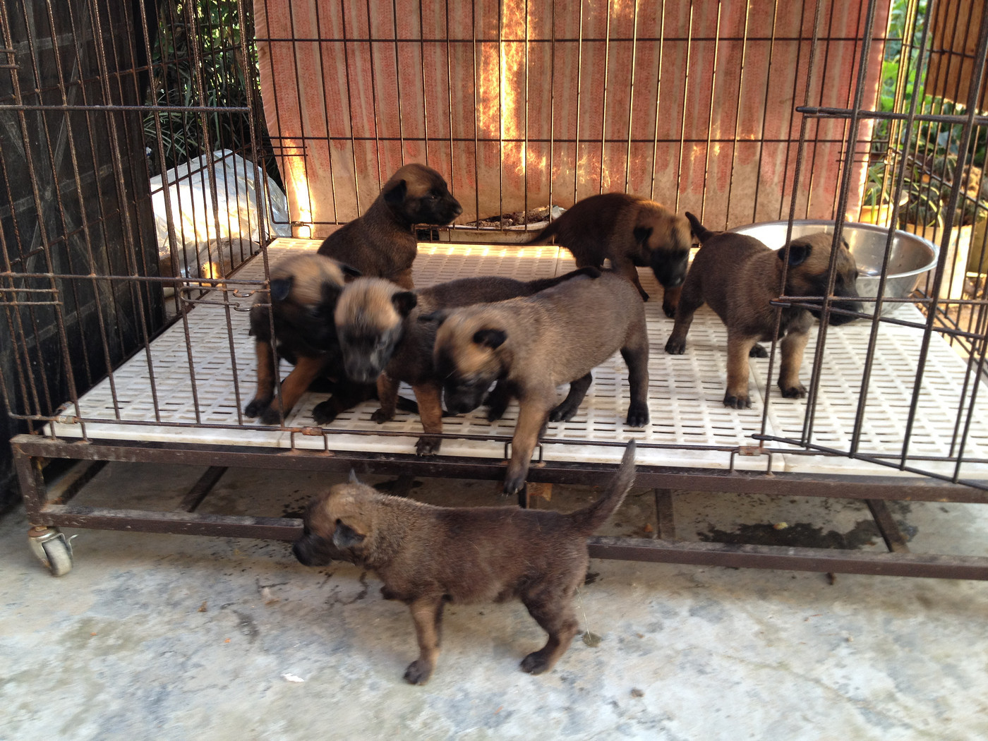 马犬幼犬基础训练方法,马犬幼犬训练教程