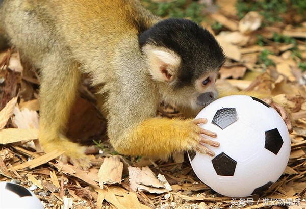 球赛频繁丢球斗殴，观众却喝彩，原来球员都是可爱动物