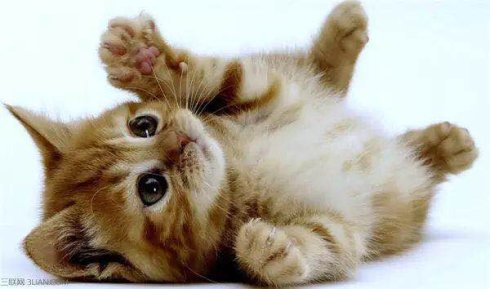 武汉市联合宠物医院怎么样,武汉联合动物医院养宠物