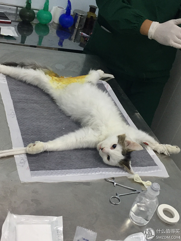 捡到的猫咪要不要归还给原主子,捡到一只流浪猫要注意事项