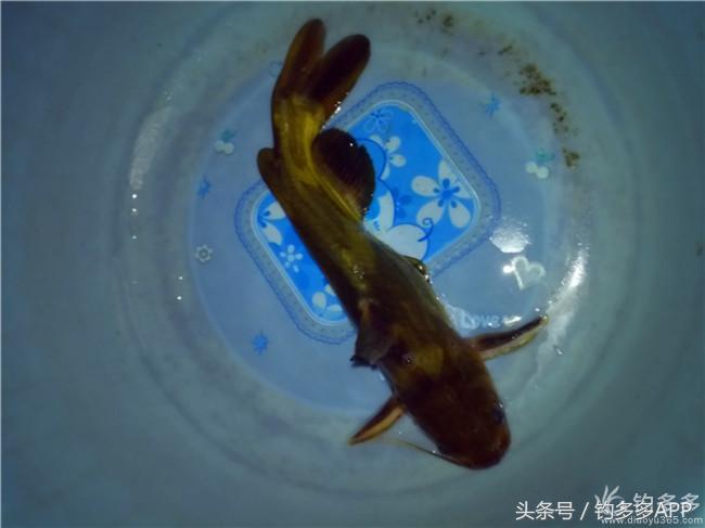 钓叟张演义第二回钓具DIY：擒黄颡首战告捷，失白翘再钓铩羽