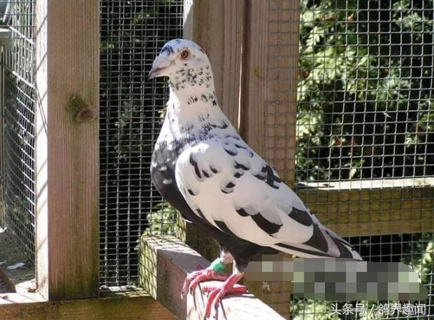 老信鸽开家技巧,信鸽开家最好方法