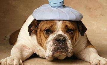 细小和犬瘟怎么传染的,细小犬瘟会传染给人吗