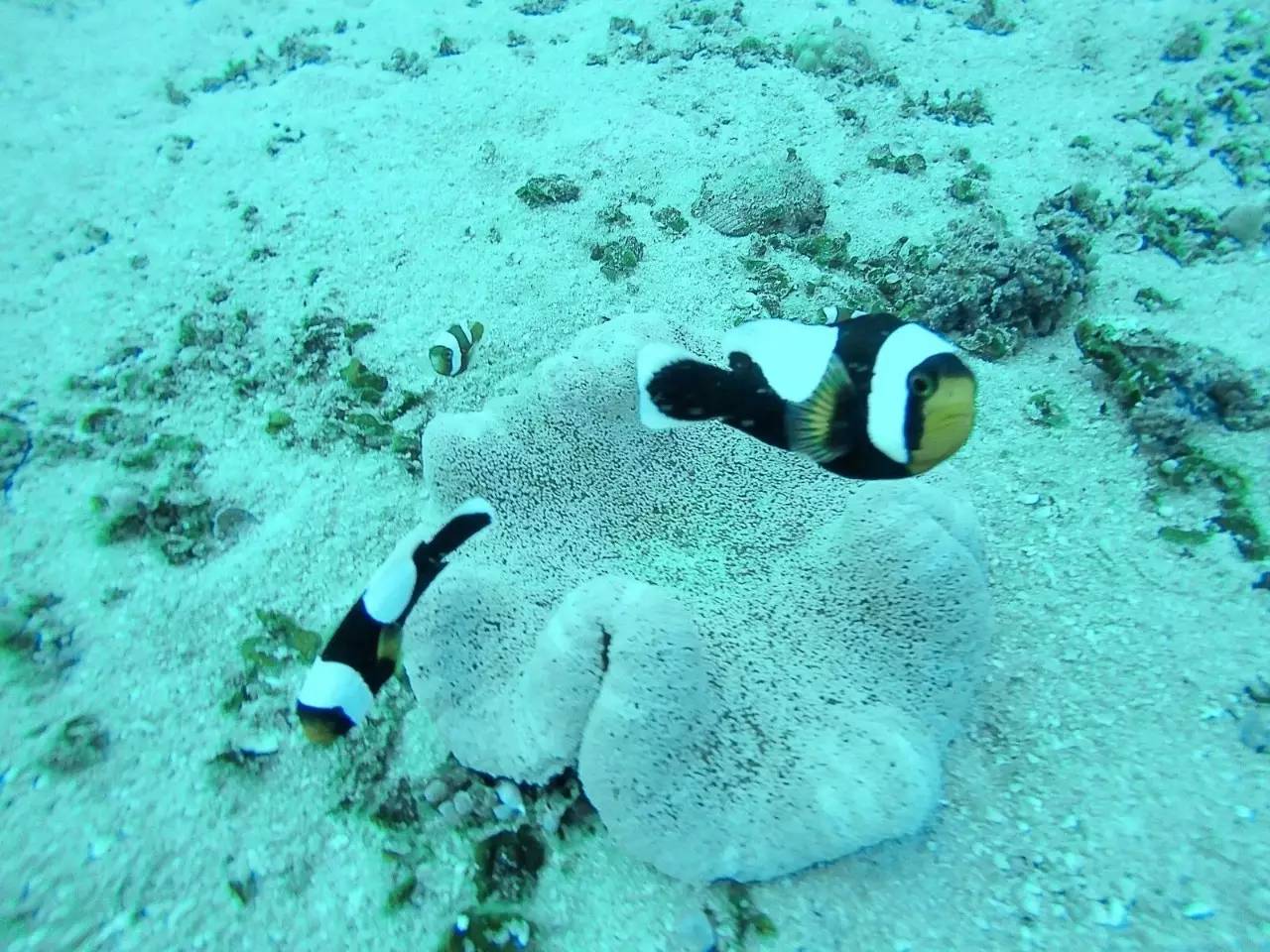 潜水零基础入门教程 (10个简单又可能被忽略的潜水技巧)