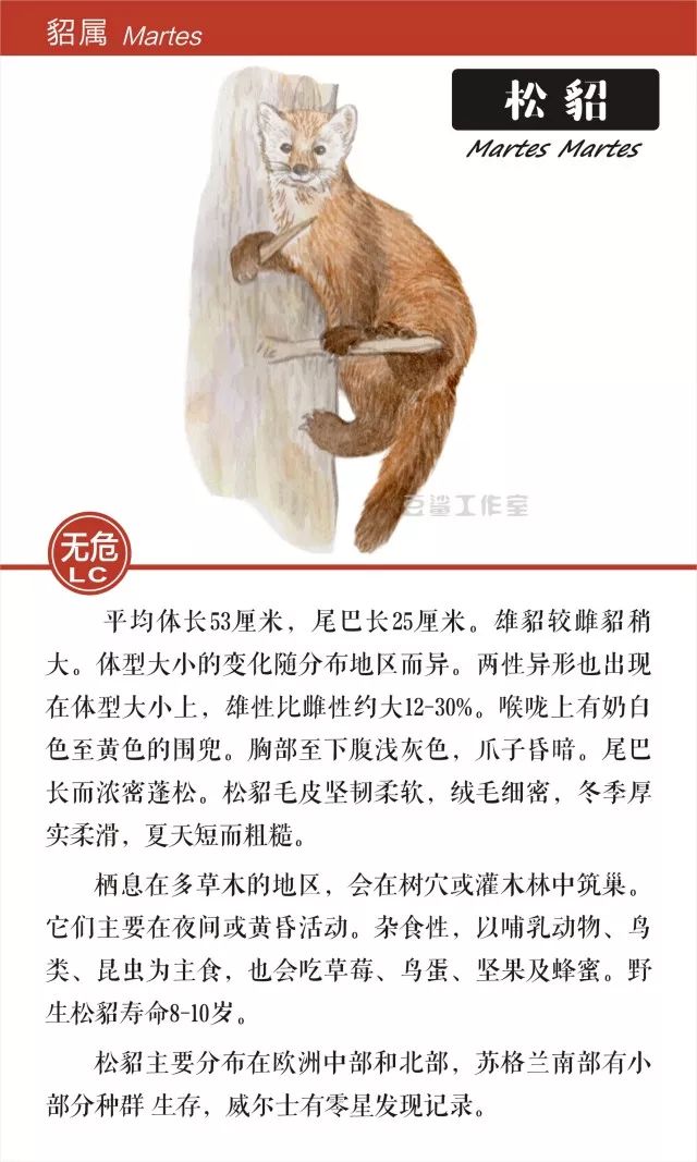 给你带来温暖和短暂时尚的皮草,你想知道背后的故事吗?