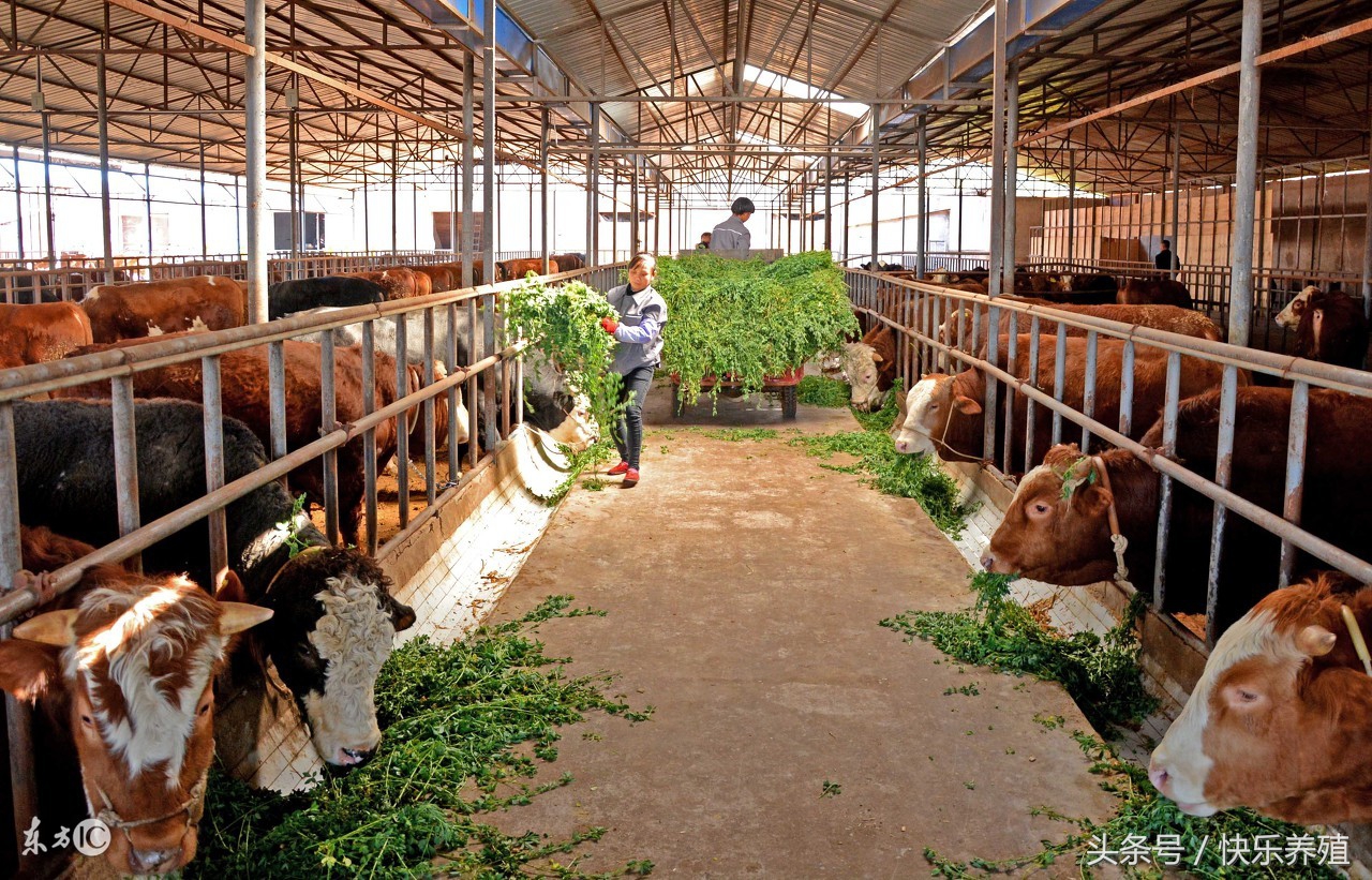 牛吃了塑料袋怎么办缺什么元素,养牛吃塑料袋怎么办