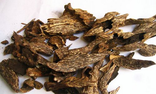 沉香树是香的吗,沉香树有几种叫法