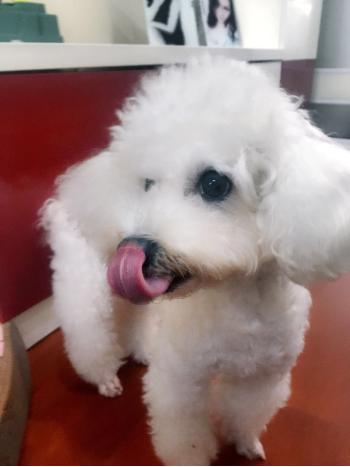 宠物营养师教学,什么牌子的狗狗营养膏好