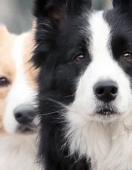 犬种边境牧羊犬,犬界智商扛把子边境牧羊犬