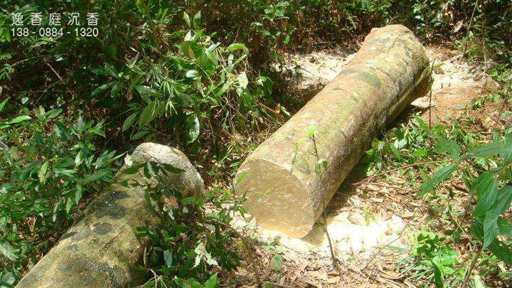 沉香木跟沉香的区别是什么,沉香木与沉香的区别在哪里