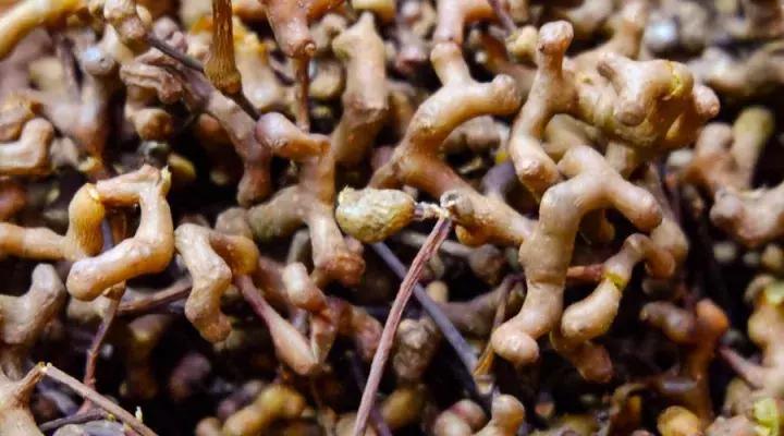 骨骼清奇怎么样,骨骼清奇的东西