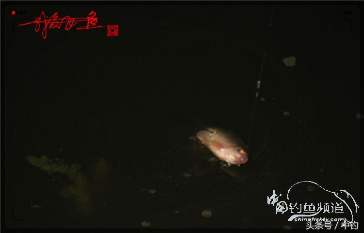 蝙蝠老是来屋里怎么赶走,蝙蝠来屋里怎么办