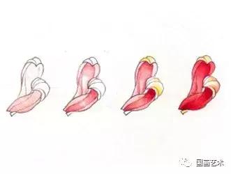 工笔菊花画法步骤示范,工笔菊花设色步骤